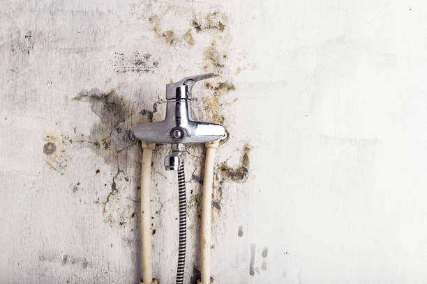 Best Black Mold Removal  in High Ridge, MO