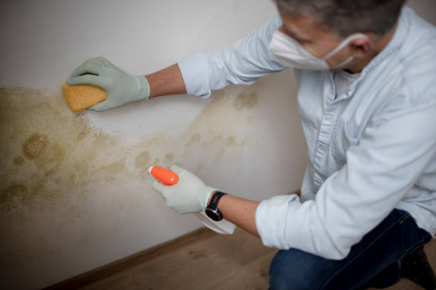 Best Mold Damage Repair  in High Ridge, MO