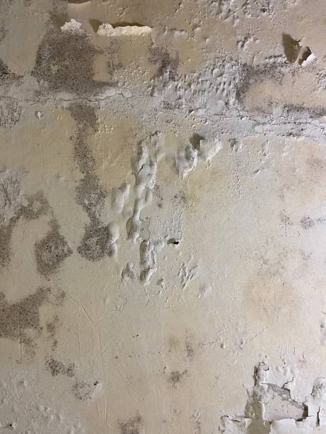 Best Mold Removal Process  in High Ridge, MO