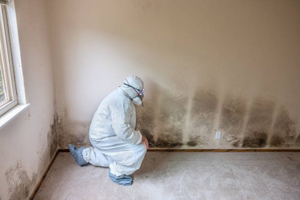 Best Certified Mold Removal  in High Ridge, MO