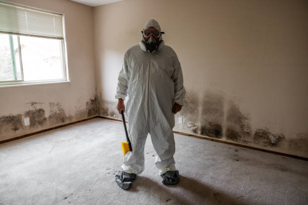 Best Professional Mold Removal  in High Ridge, MO