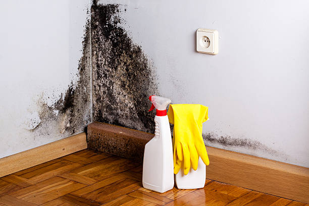 Best Professional Mold Removal  in High Ridge, MO
