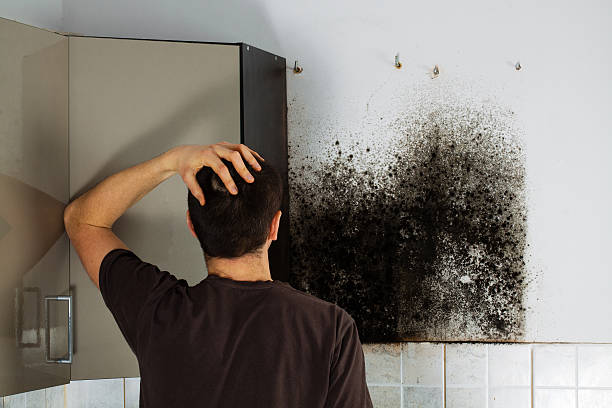 Best Toxic Mold Removal  in High Ridge, MO