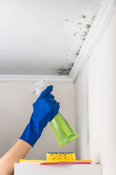Best Mold Damage Repair  in High Ridge, MO