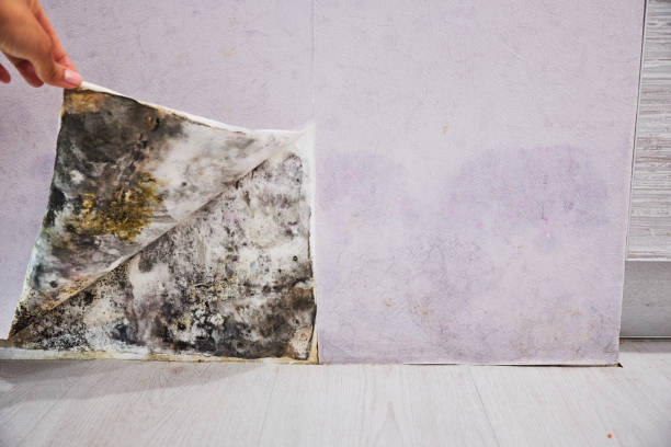 Office Mold Removal Services in High Ridge, MO